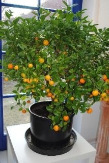 Secretele de îngrijire a unui arbore de mandarine