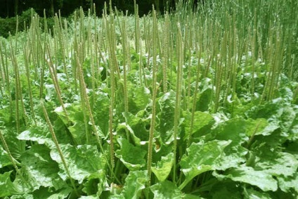 Semințe de plantain