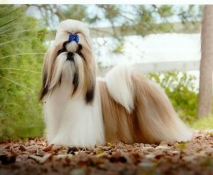 Shih Tzu - a megfelelő ellátás és táplálkozás jellemző tulajdonságai