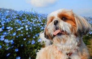 Shih Tzu - a megfelelő ellátás és táplálkozás jellemző tulajdonságai