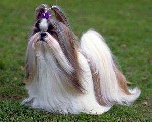 Shih Tzu - a megfelelő ellátás és táplálkozás jellemző tulajdonságai