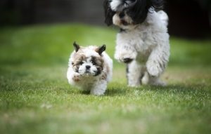 Shih Tzu - a megfelelő ellátás és táplálkozás jellemző tulajdonságai