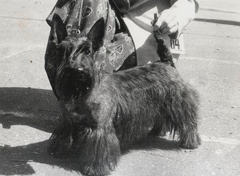 Scottish Terriers - perie de chihlimbar filisit