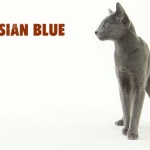 Siberian, rasa de pisici
