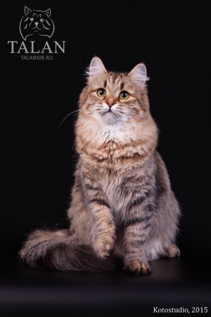 Szibériai cica a világbajnokból