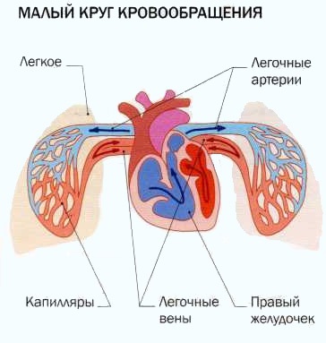 Sistemul sistemului circulator, meddoc