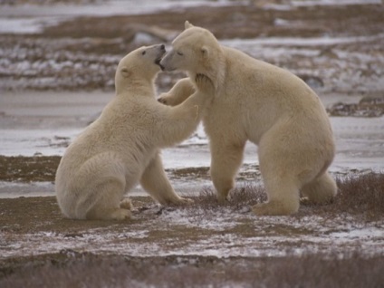 Как тежък е бял и кафява мечка - кой е по-бели или кафяви мечки - животни - други