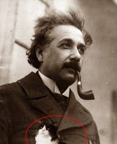 Zvonuri sau cum să înveți să vorbești o pisică Einstein