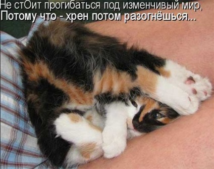Funny pisici Komatritsy - toate distractiv!