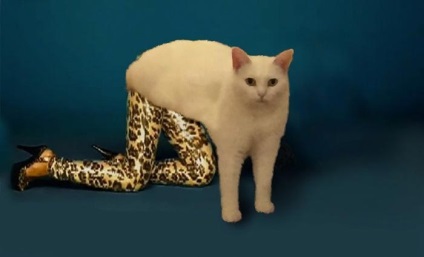 Funny pisica minciuna incomode a devenit motivul pentru urmatoarea batalie a lui photoshoppers, umkra
