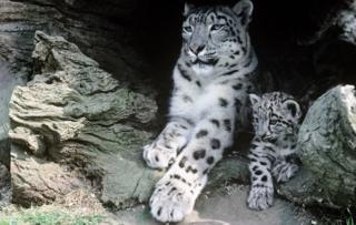 Leopardul de zăpadă moare din cauza unui conflict cu omul - serviciul rusesc bbc