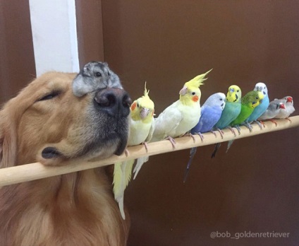 A kutya, a 8 papagáj és a hörcsög a legszokatlanabb legjobb barátok a világon