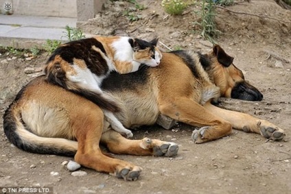 Câine - o pernă pentru o pisică, 25 de fotografii amuzante de glume