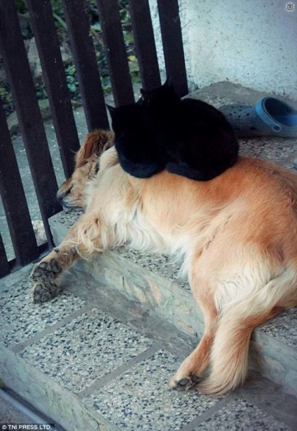 Câine - o pernă pentru o pisică, 25 de fotografii amuzante de glume