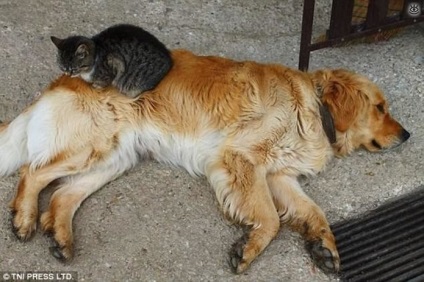 Câine - o pernă pentru o pisică, 25 de fotografii amuzante de glume