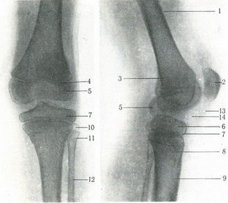 Az alsó láb csontjai, a szindesmológia, az emberi anatómia