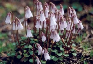 Soldanella, a