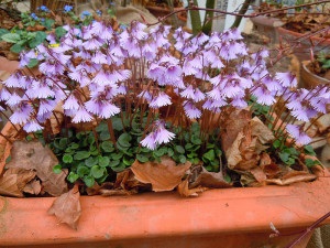 Soldanella, a