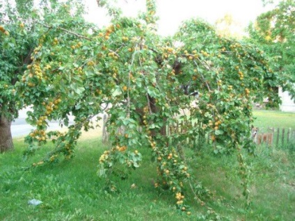 Apricot Apricot - descriere, plantare și îngrijire foto și video