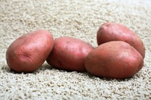 Soiuri de cartofi fotografie, descriere