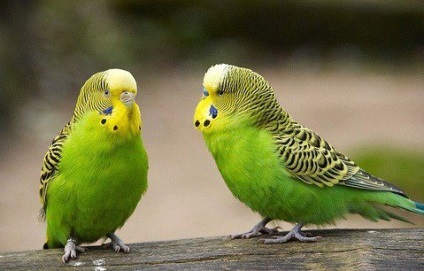 Sfaturi - cum să înveți un papagal să vorbească