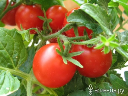 Sfaturi pentru cultivatorii de legume pentru tomate