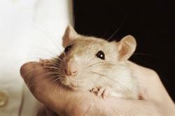 Sfaturi pentru proprietarii de șobolani