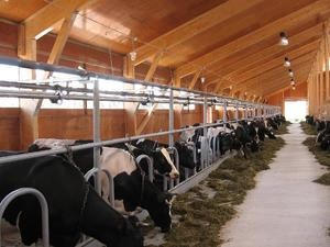 O mini-fermă modernă pentru vaci are un plan de construcție, principalele etape