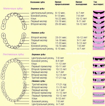 Termeni pentru erupția dinților bebelușilor la copii, tabel, diagramă de creștere
