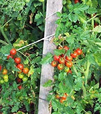 Articolul - tehnologii agricole - cultivarea legumelor