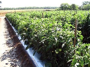 Articolul - tehnologii agricole - cultivarea legumelor
