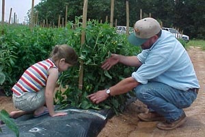 Articolul - tehnologii agricole - cultivarea legumelor