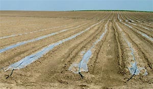 Articolul - tehnologii agricole - cultivarea legumelor