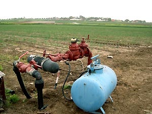 Articolul - tehnologii agricole - cultivarea legumelor