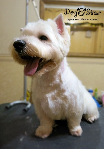 Tunsoarea și tunderea lui West Highland White Terrier de la Kiev, știri de grooming, video cum se taie în salon