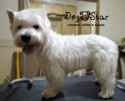 Tunsoarea și tunderea lui West Highland White Terrier de la Kiev, știri de grooming, video cum se taie în salon