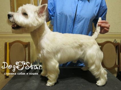 Tunsoarea și tunderea lui West Highland White Terrier de la Kiev, știri de grooming, video cum se taie în salon