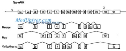 Structura și definiția unei gene