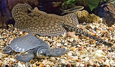 Țestoasa cu coadă, acvariu