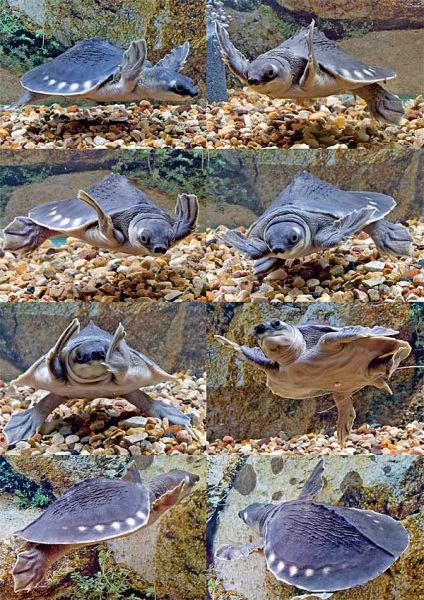 Țestoasa cu coadă, acvariu