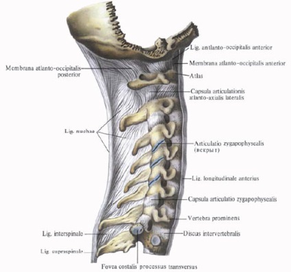 Bundle ale coloanei vertebrale, funcții, structură, anatomie în imagini