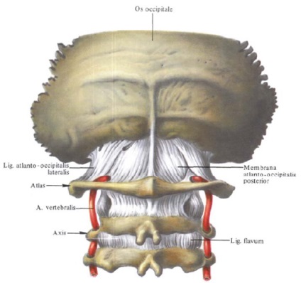 Bundle ale coloanei vertebrale, funcții, structură, anatomie în imagini