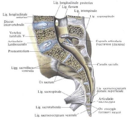 Bundle ale coloanei vertebrale, funcții, structură, anatomie în imagini