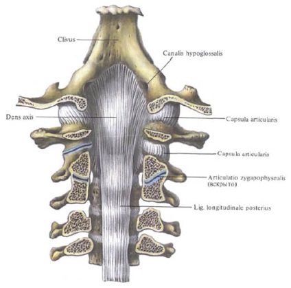 Bundle ale coloanei vertebrale, funcții, structură, anatomie în imagini