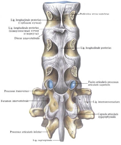 Bundle ale coloanei vertebrale, funcții, structură, anatomie în imagini