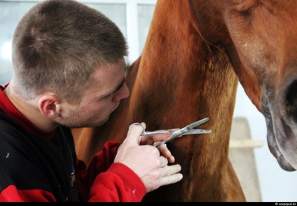 Taxidermist sau producător de animale împăiate