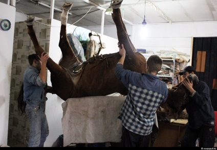 Taxidermist sau producător de animale împăiate