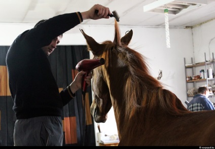 Taxidermist sau producător de animale împăiate