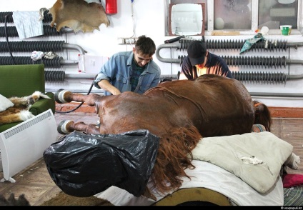 Taxidermist sau producător de animale împăiate