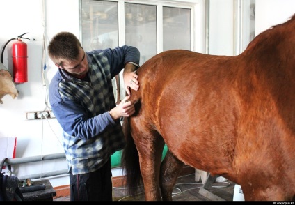 Taxidermist sau producător de animale împăiate